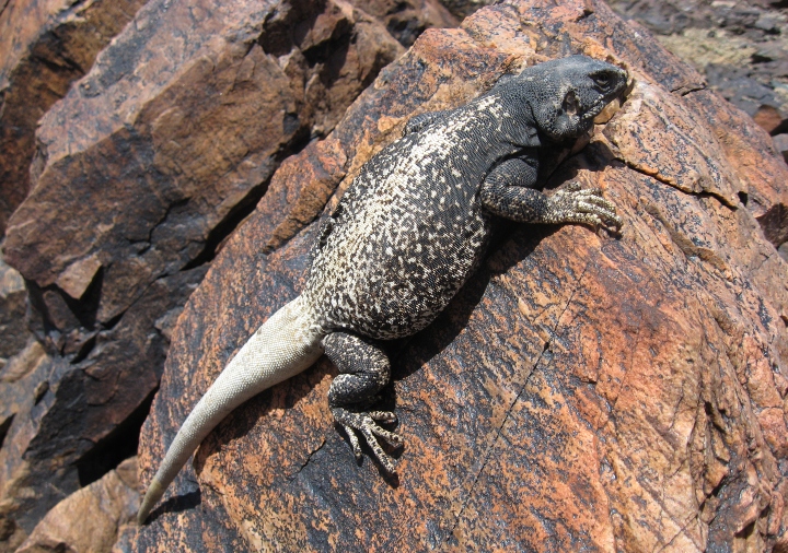 Chuckwalla
